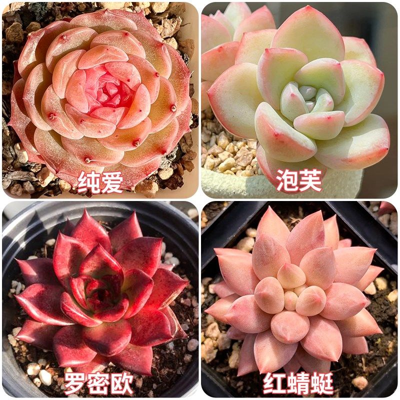 多肉组合盆栽成品蓝色激光多头肉肉好养活办公室室内桌面美观趣味