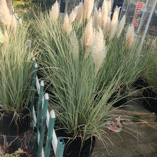 矮蒲苇盆栽花镜植物庭院阳台多年生观赏草四季常绿花卉芦苇花包邮