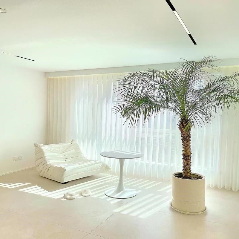 针葵盆栽大型热带植物客厅室内阳台办公室椰子树室外好养网红植物