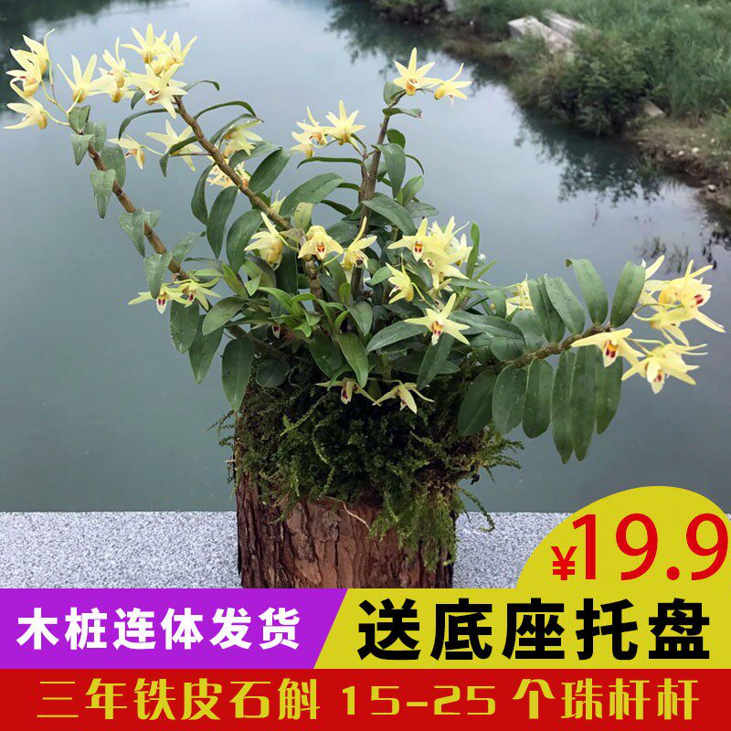 铁皮石斛种苗三年雁荡山铁皮石斛15-25珠鲜条铁皮枫斗木桩苗兰科