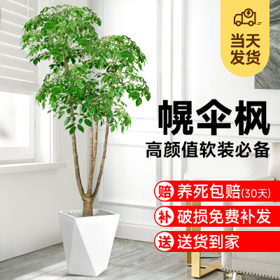老桩大幸福树大型盆栽室内客厅绿植办公室落地植物四季好养幌伞枫