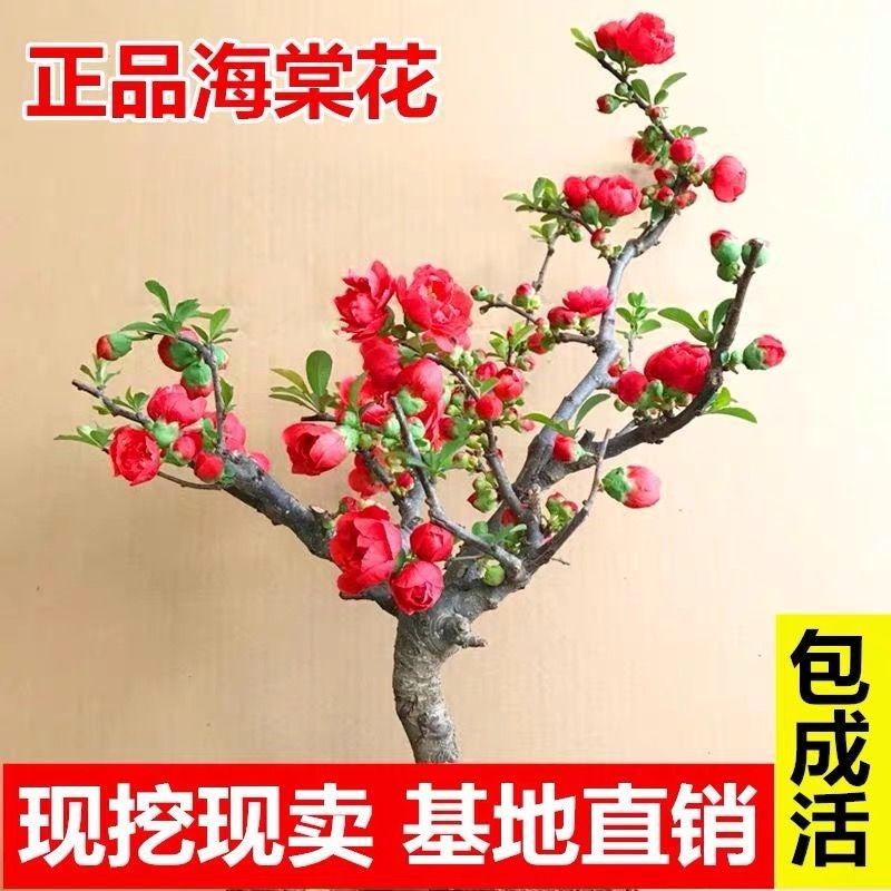 海棠树苗海棠花矮化盆栽庭院老桩高杆G海棠花果树苗南北方种植果