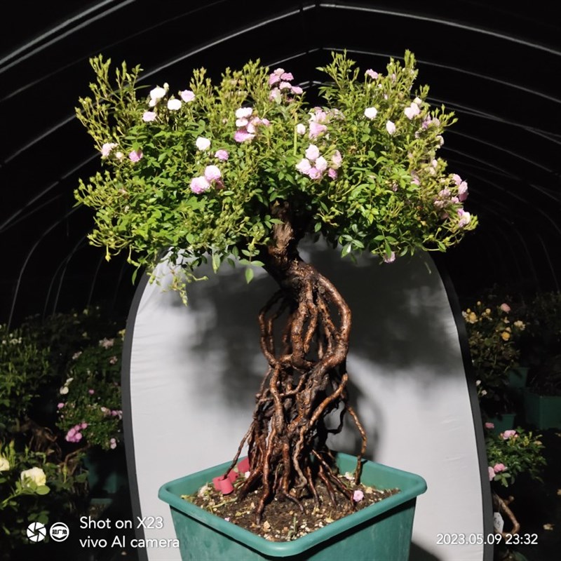 高提根造型盆景月季躲躲藏藏老桩提根月季盆景多季重复开花捉迷藏
