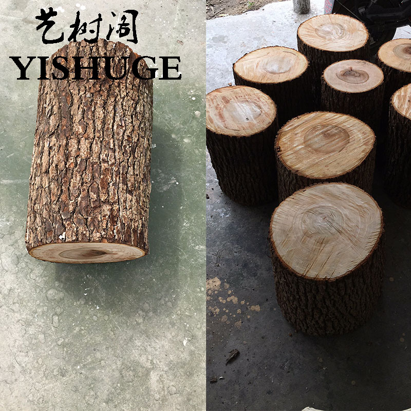 小木桩底座摆件树桩树干原木头杉树摄影拍照园艺木樟木墩装饰道具