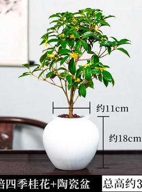 水培桂花小盆栽植物树苗四季开花室内室外阳台好养浓香型花卉月桂