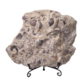 共生无洞贝化石原石贝壳化石群板古生物海洋动物原石摆件收藏