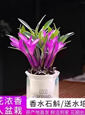 【下单立减50】带红芽七彩香水石斛兰精品澳洲石斛水培盆栽QC