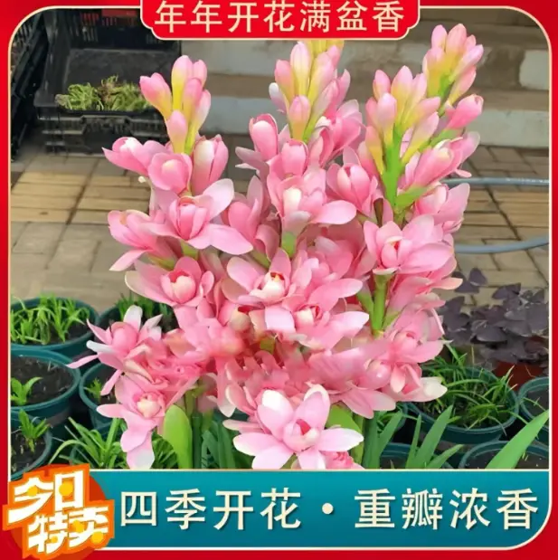 【下单立减50】晚香玉种球晚香玉种球四季种植盆栽阳台ZP