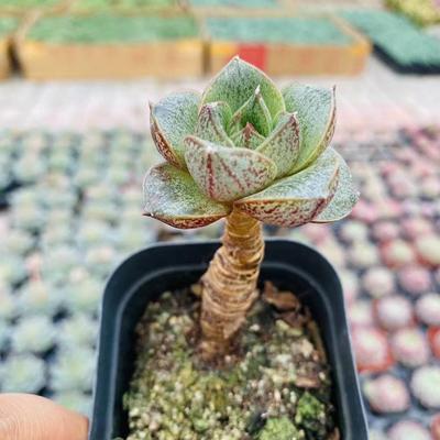 大和锦多肉植物防辐射迷你盆栽室内 绿植办公室童话园艺满38包邮*