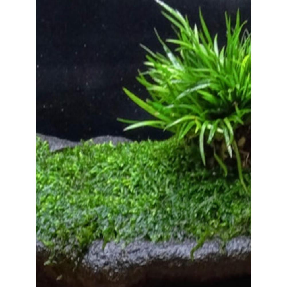 菖蒲苔藓石头微景观盆景茶室绿植物办公室盆栽水培附石金钱菖蒲草