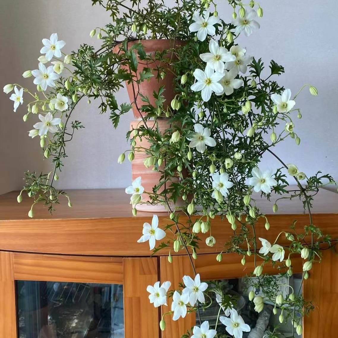苏太植物 白色花铁线莲银币盆栽室内观花绿植 苗藤本花卉爬藤植物