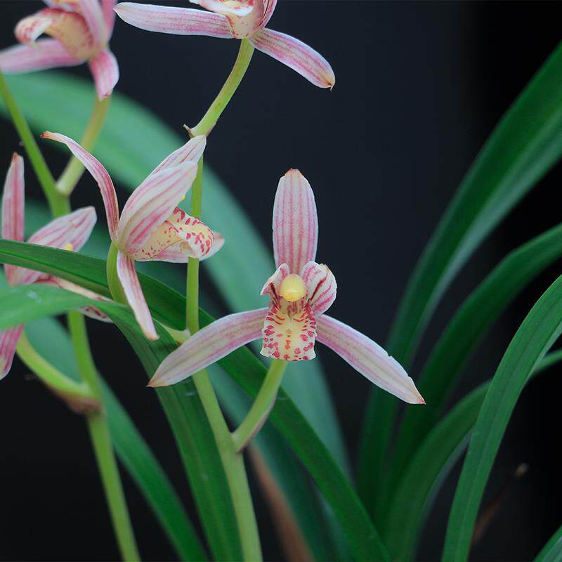 兰花苗 峨眉胭脂花 养建兰txo四季兰名品浓香红好带花卉盆栽夏季