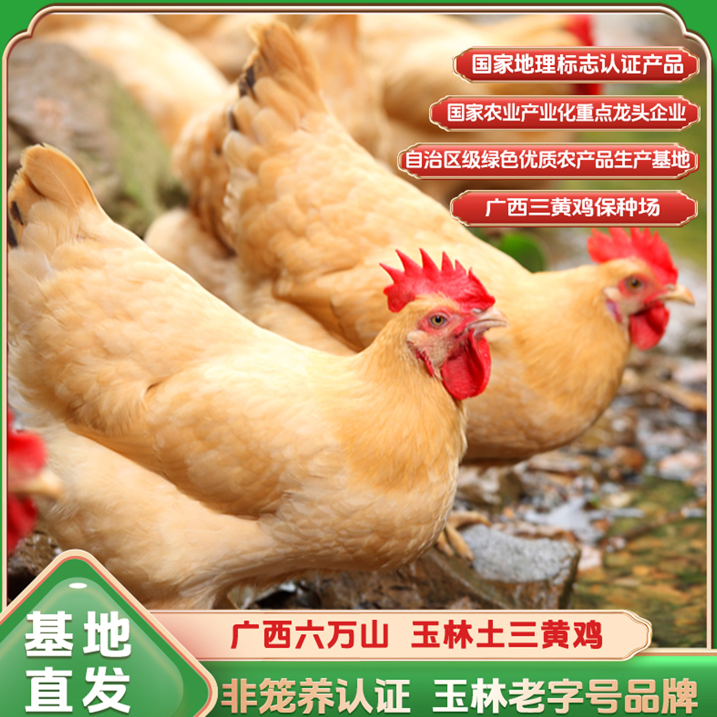 广西玉林六万山三黄鸡非笼养认证老字号农家散养新鲜土鸡肉质鲜嫩