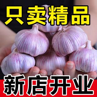 2025新鲜干蒜头开封杞县农家自种紫白皮大蒜头干蒜5 9斤做腊八蒜