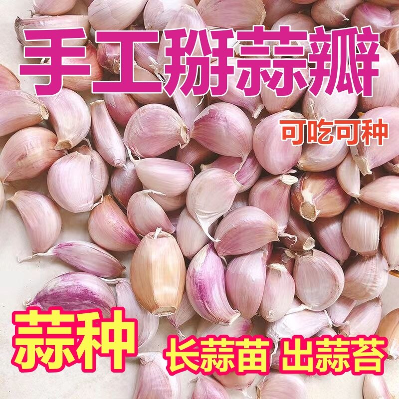 大蒜干蒜瓣紫白皮可吃可种大蒜头蒜头蒜种子新鲜农家出蒜苔蒜苗