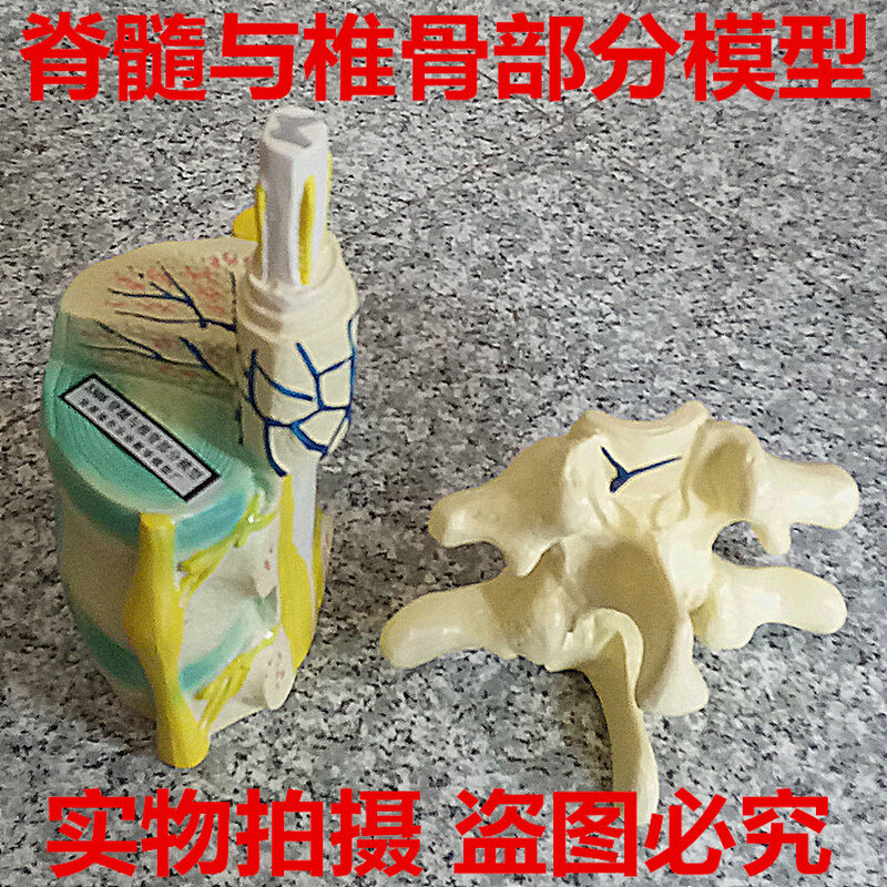 脊椎与椎骨部分模型 脊髓神经模型 生物教学仪器