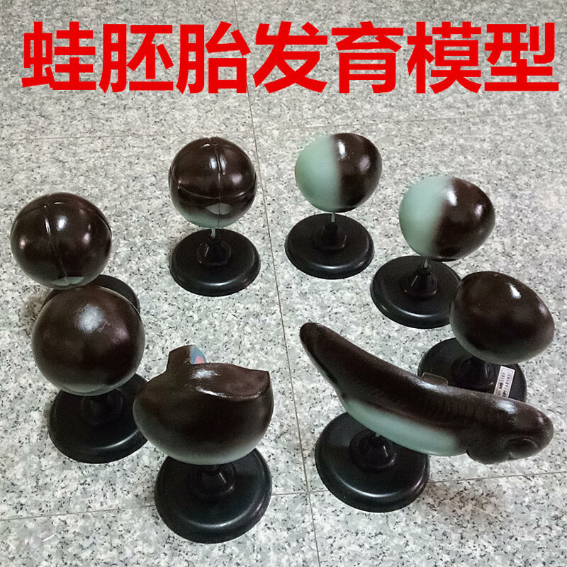 蛙胚胎发育模型 j3211 生物教学仪器