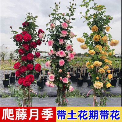 藤本月季花苗特大浓香庭院植物室内花卉盆栽玫瑰爬藤蔷薇四季开花