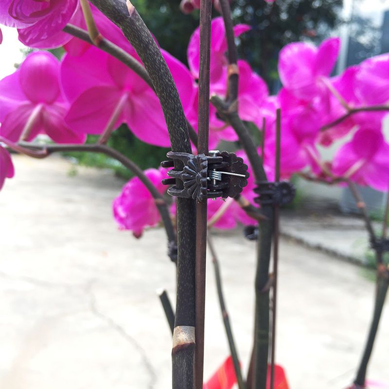 拱形蔓藤植物支撑杆蝴蝶兰金钱树爬藤花架花卉造型铁条塑形铁丝