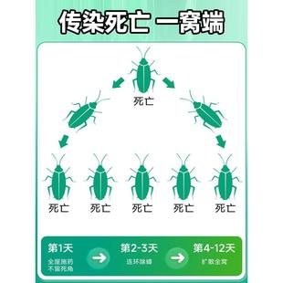 杀小强胶饵宿舍用餐厅饭店专用神器 灭蟑螂药非无毒家用全窝端正品