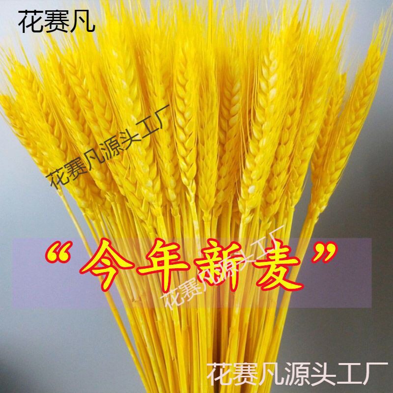 天然金色麦穗商场门店店铺开业开张大麦花束干花10000支直垒德株