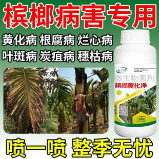 槟榔黄化病专用净微生物菌剂黄叶黄斑黄龙病农用抗病毒杀菌促生长