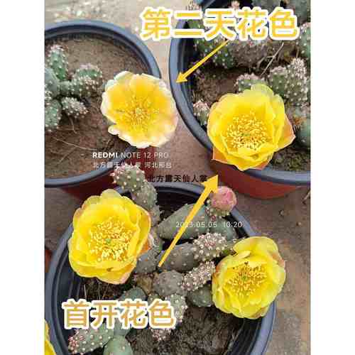 迷你朝日团扇小群生黄花仙人掌开花对版耐寒抗旱盆栽多肉opuntia