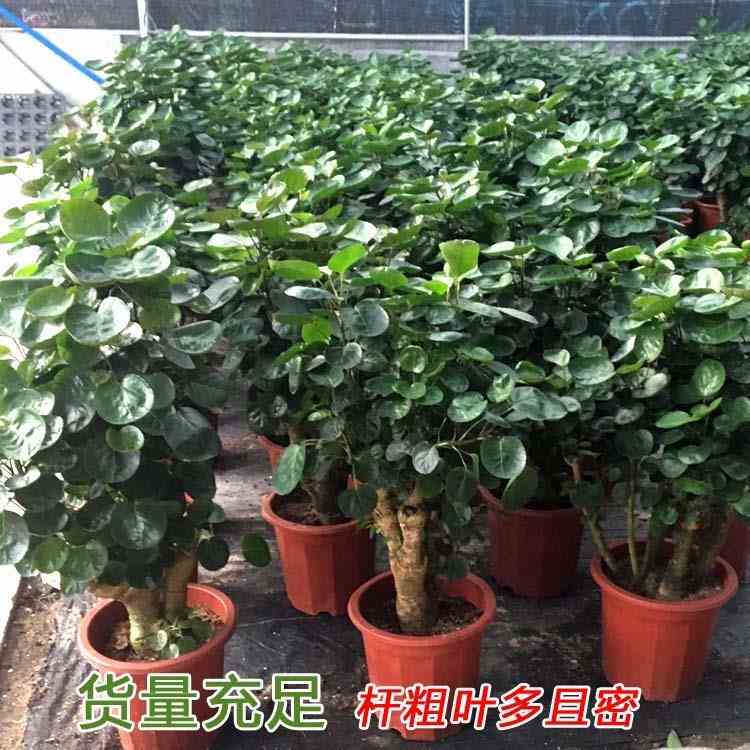 金钱兜圆叶福禄桐盆景室内客厅净化招财金钱树老桩钱多多常青绿植