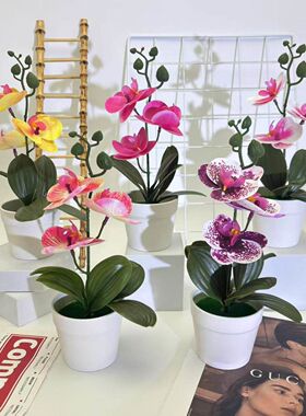 独立站3朵四叶蝴蝶兰仿真盆栽假花小元盆人造花玄关装饰摆件