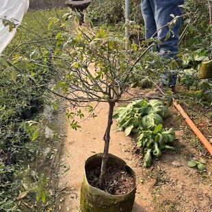 黄木香棒棒糖黄木香树状花苗木香树桩大苗盆栽庭院植物