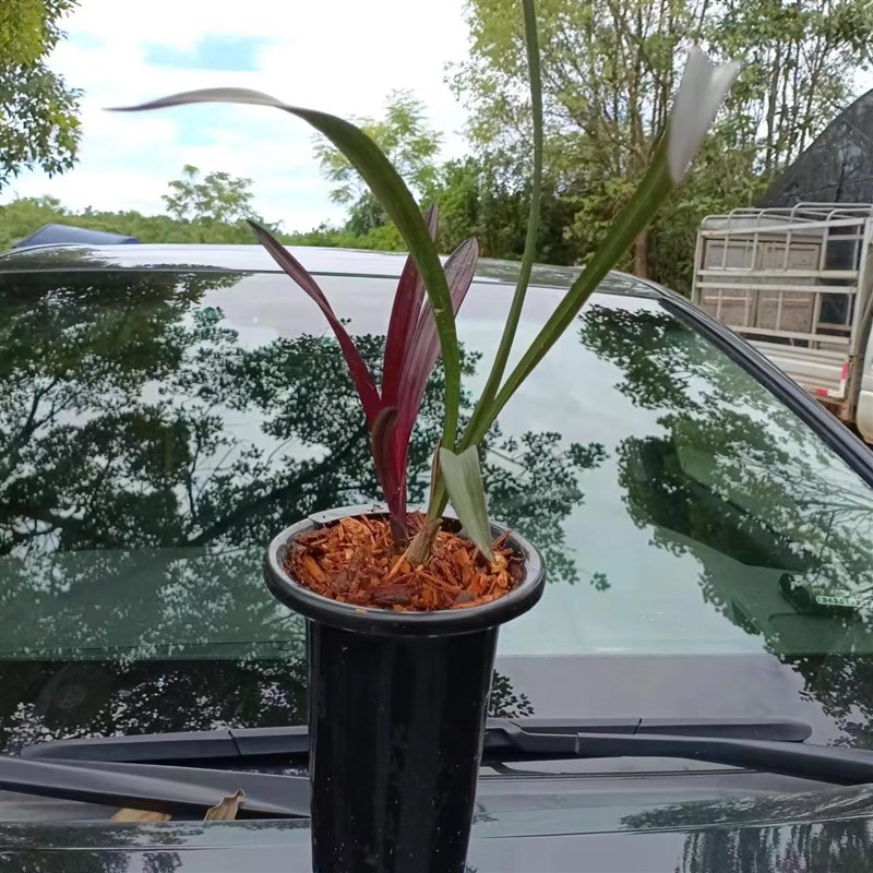 建兰红草红荷裸根发货