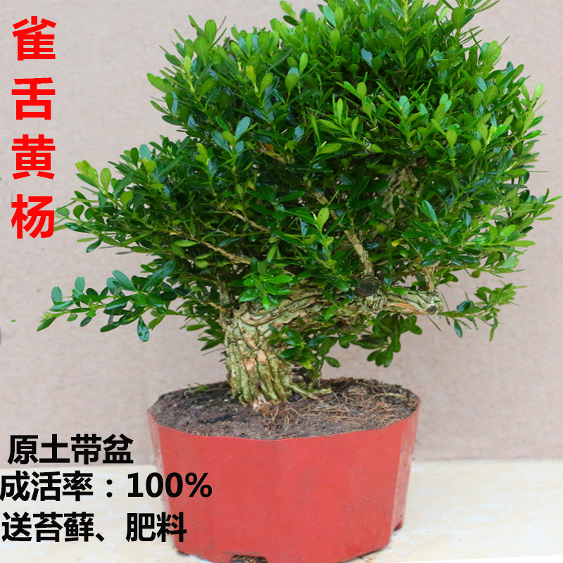 名贵雀舌黄杨盆景树桩皱皮小叶黄杨树苗盆栽室内客厅绿植四季常青