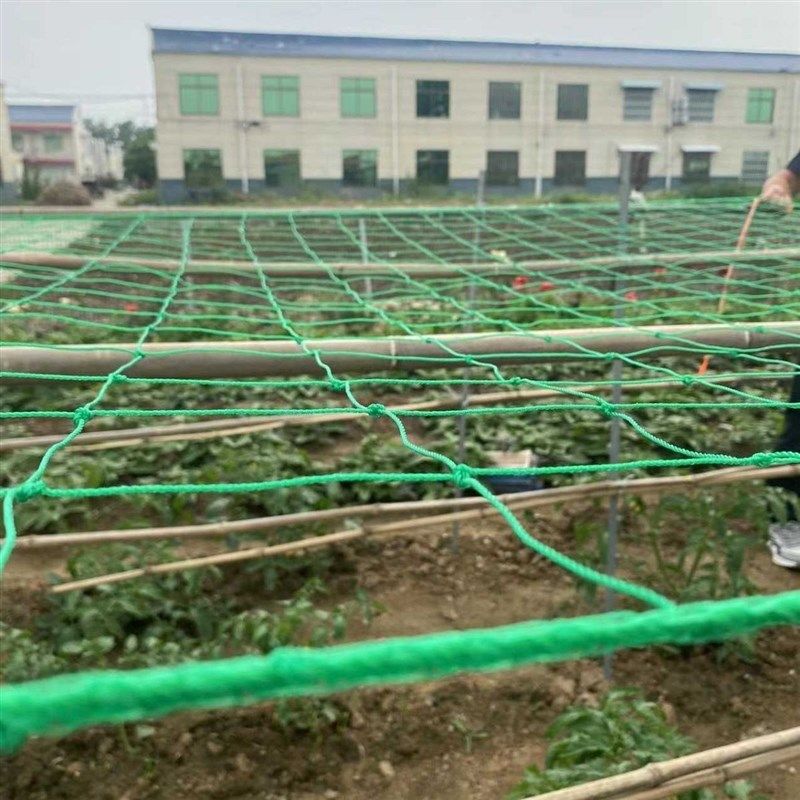 园艺植物爬藤网攀爬种植搭架丝瓜百香果豆角藤蔓花卉网农用葡萄棚,珠宝/钻石/翡翠,翡翠裸石/蛋面,淘宝优惠券,粉丝福利购,淘宝优惠卷