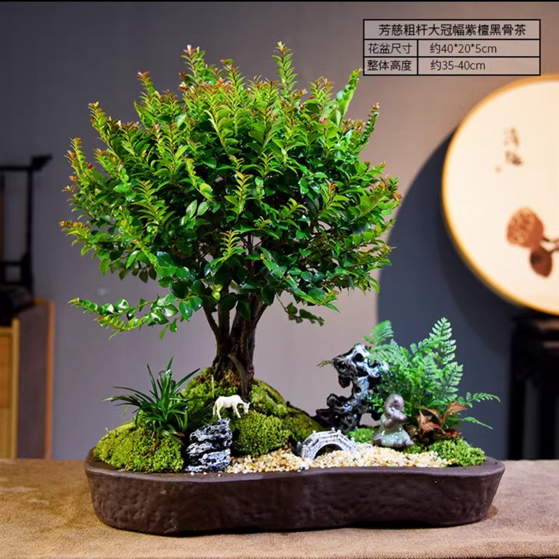 黑骨茶盆栽小叶紫檀盆景植物办公室桌面室内绿植好养古风植物摆件
