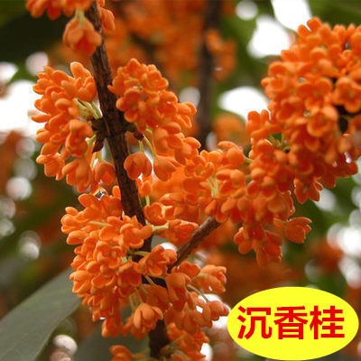 桂花树苗花卉盆栽植物室内外庭院地栽丹金桂好养四季开花八月浓香