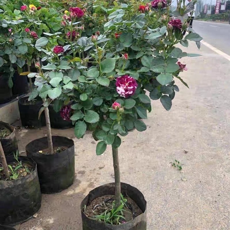 嫁接树状月季树桩花苗庭院植物浓香型特大花卉室内外盆栽四季开花