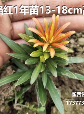 烈焰红罗汉松 红芽罗汉松叶片鲜红绿色油亮 树苗绿植盆景造型树桩