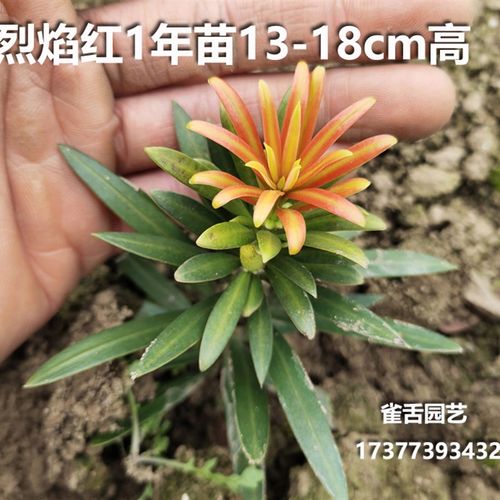 烈焰红罗汉松 红芽罗汉松叶片鲜红绿色油亮 树苗绿植盆景造型树桩