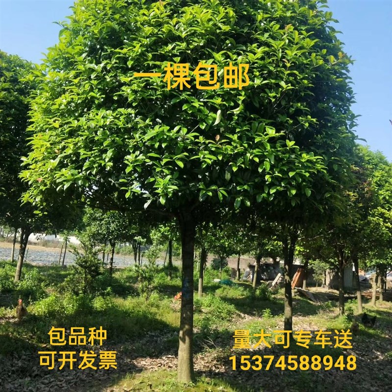 桂花树大小苗咸宁金丹四季八月桂绿化庭院别墅盆栽花香浓带土包邮