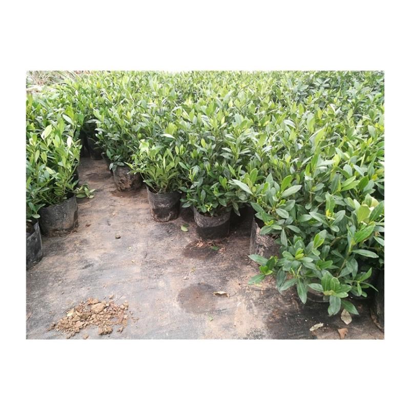 新疆包邮四季常青大小叶栀子花苗盆栽花卉庭院室内种植包邮