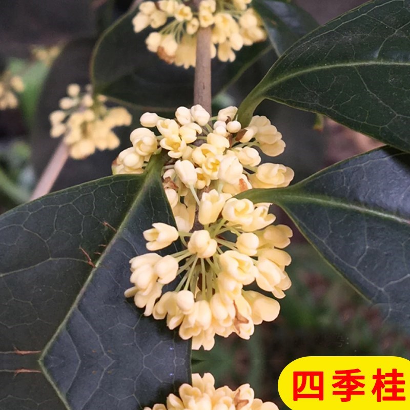 树木盆栽桂花树四季青植物户外绿植庭院家养花期超长的花卉院子种