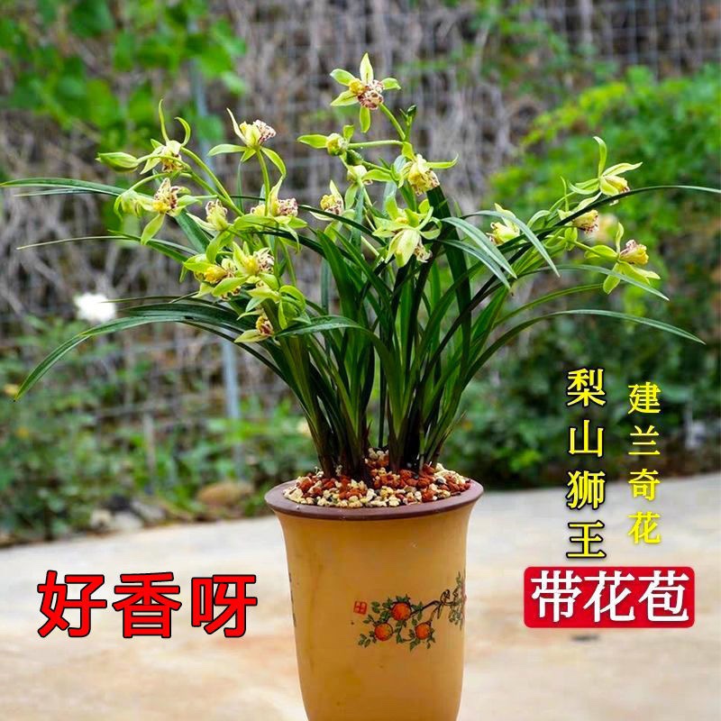 建兰奇花梨山狮王原盆原土带花苞发货花香浓郁开花勤好养护