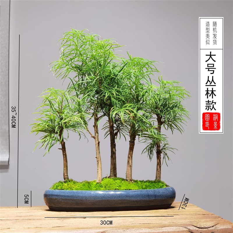 丛林造型金钱松树树苗小苗盆景小树桩室内四季常青组盆素材绿植