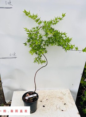 流泉枫树日本一物一拍1号链接彩叶枫树Acer palmatum Ryu sen