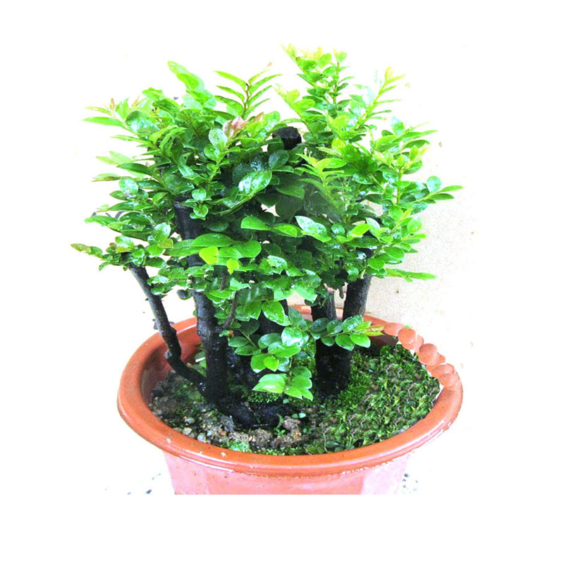 单桩小叶紫檀树桩盆景室内盆栽绿植紫檀木四季常青植物带原土出货