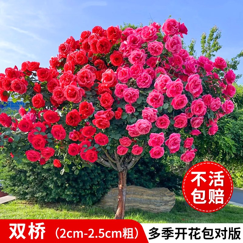 棒棒糖树桩月季花苗室外庭院花园特大四季开花卉盆栽多色嫁接植物