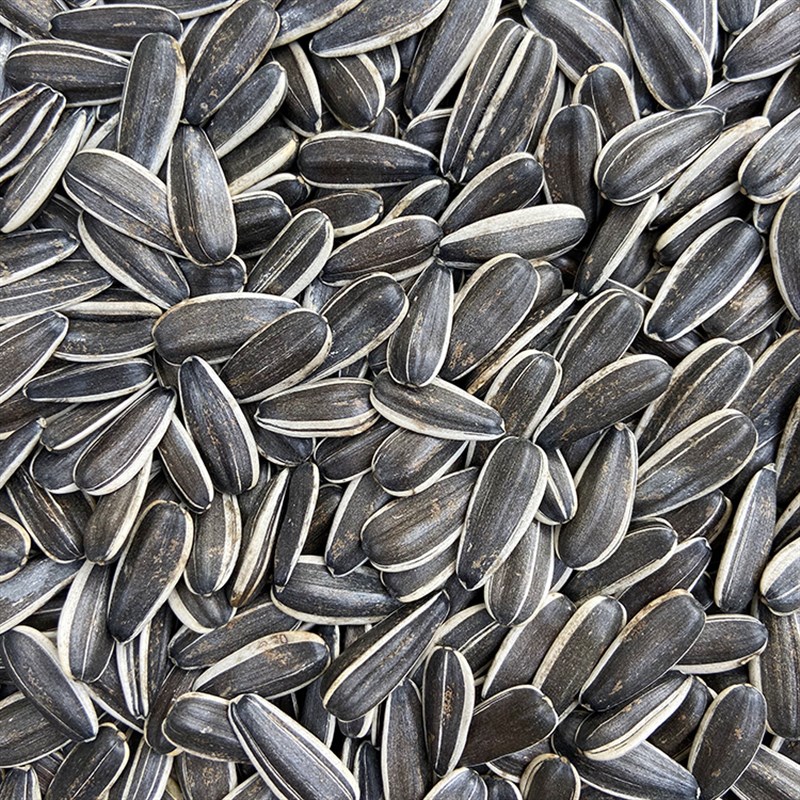 速发大瓜b子生葵h花籽中大型鹦鹉粮食鸟粮饲料/金刚灰机葵花