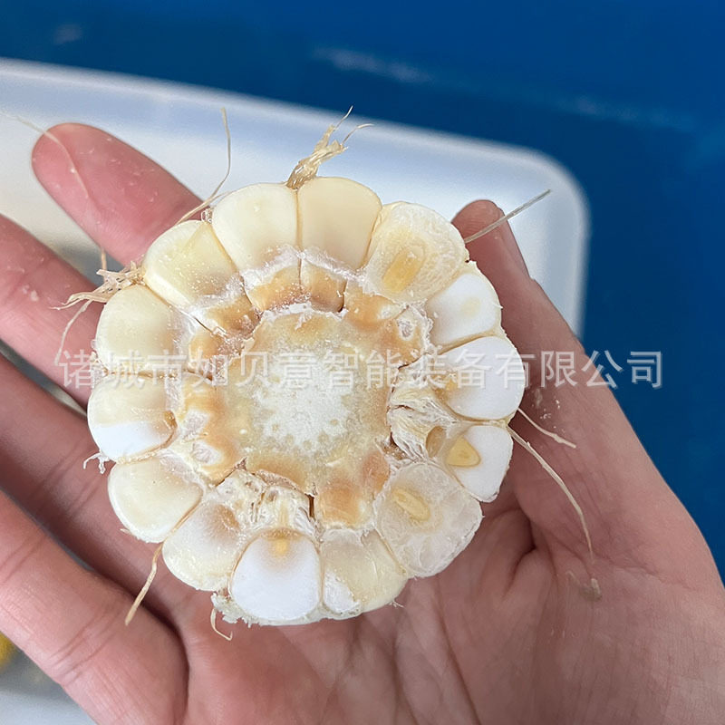 不锈钢白萝卜切段机 东北苞米切段设备 全自动冻玉米切段机