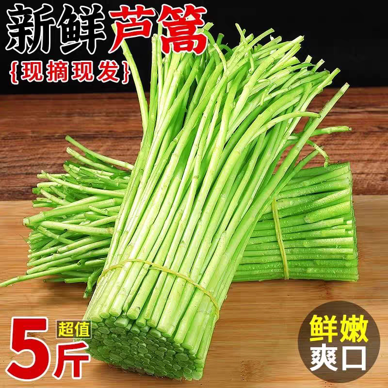 江西新鲜藜蒿当季蔬菜净菜去叶藜其它
