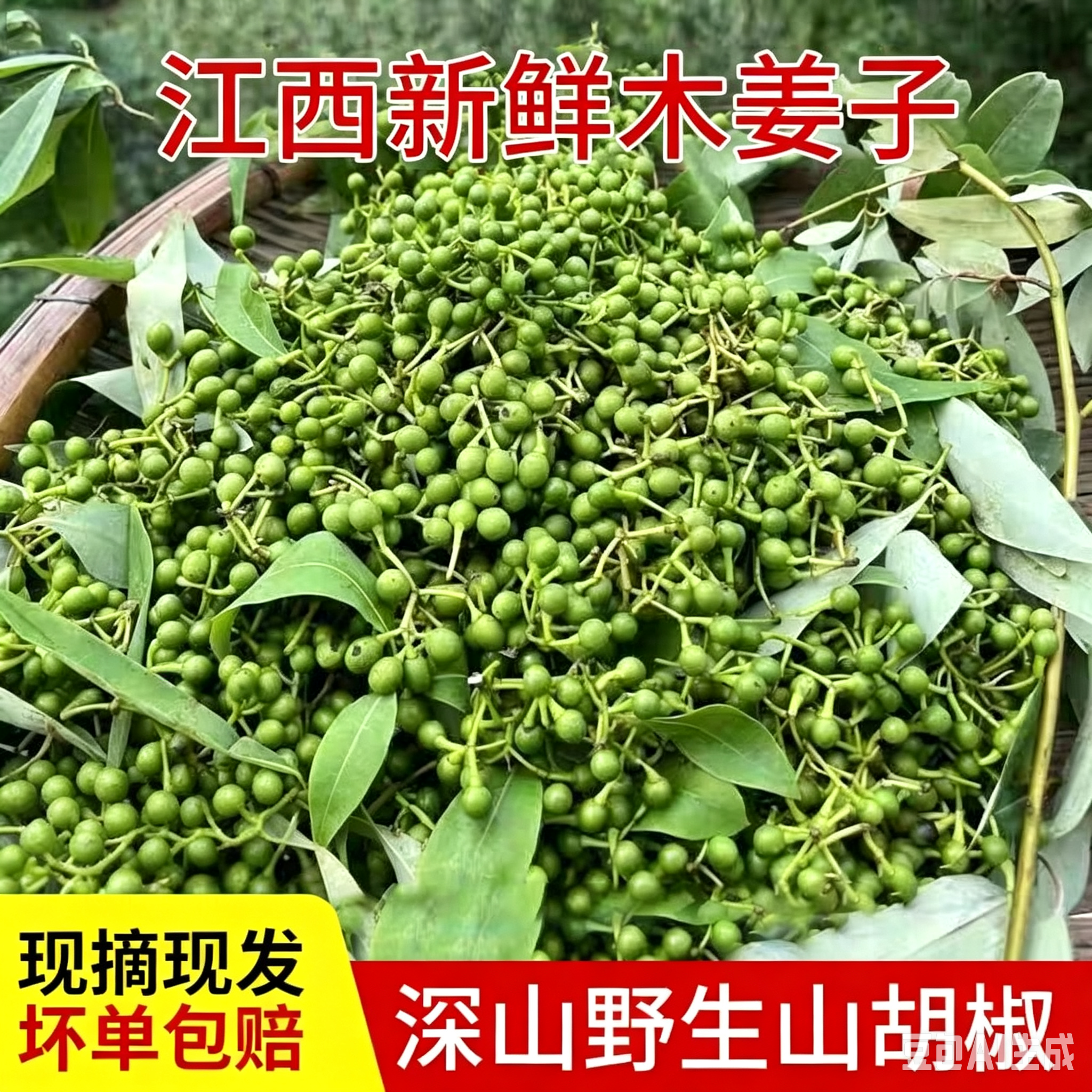 新鲜木姜子野生山胡椒现摘现发木酱子酸汤调味料山苍子包邮山鸡椒